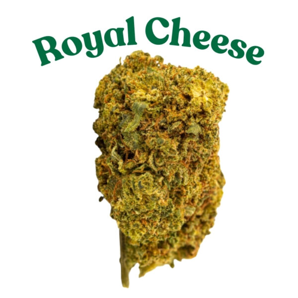 Nahaufnahme einer Cannabisblüte namens Royal Cheese mit grünen und goldenen Farbtönen.