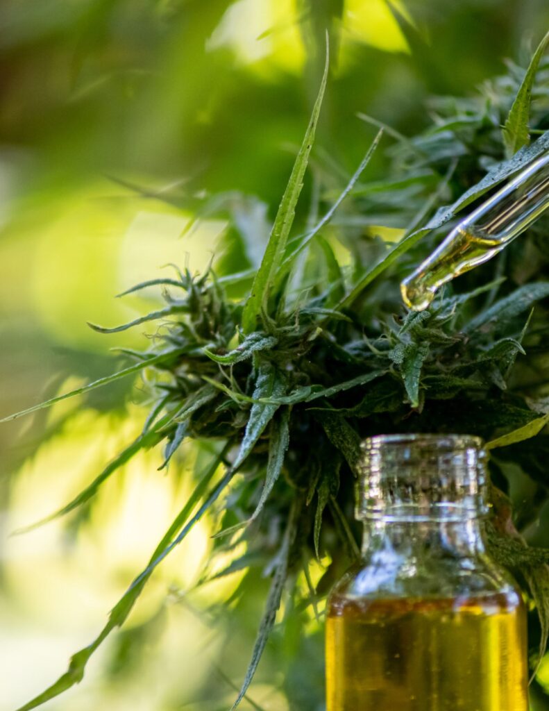 Eine Pipette, die CBD-Öl auf eine Hanfpflanze tropft, mit einem Glasbehälter im Vordergrund.